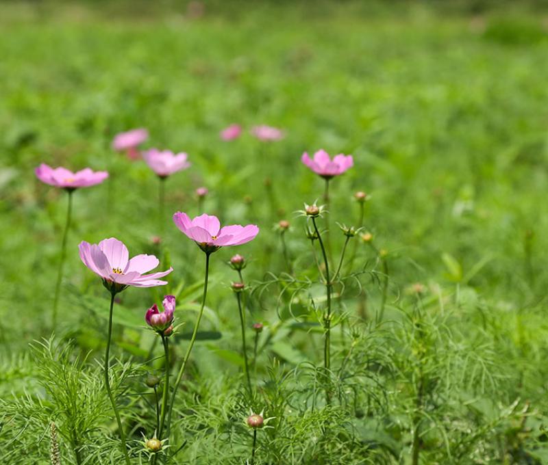 綠肥 - 波斯菊照片拍攝者：洪光君 / 拍攝日期：2021/4/12