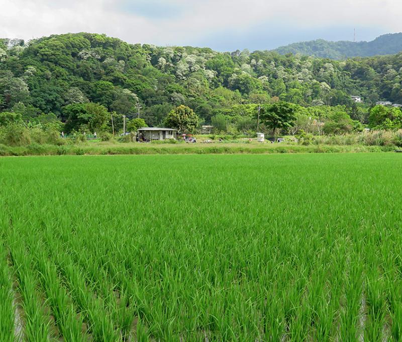 三層河階下的田園景觀照片拍攝者：林炯任 / 拍攝日期：2021/4/24