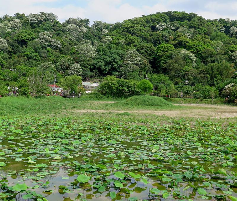 日埤塘荷花照片拍攝者：林炯任 / 拍攝日期：2021/4/24