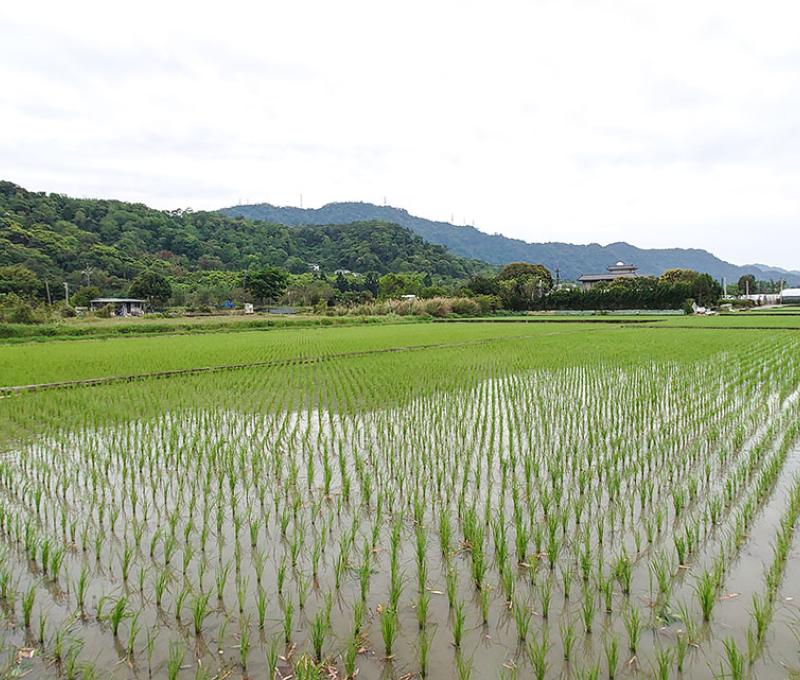 稻田。照片拍攝者：洪光君 / 拍攝日期：2021/4/6