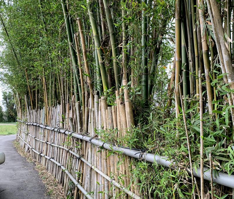 傳統農村常見的竹圍籬照片拍攝者：林美惠 / 拍攝日期：2021/4/19