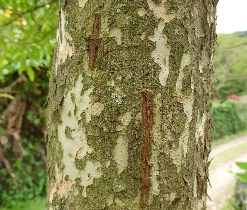 光蠟樹。照片拍攝者：洪光君 / 拍攝日期：2021/4/6