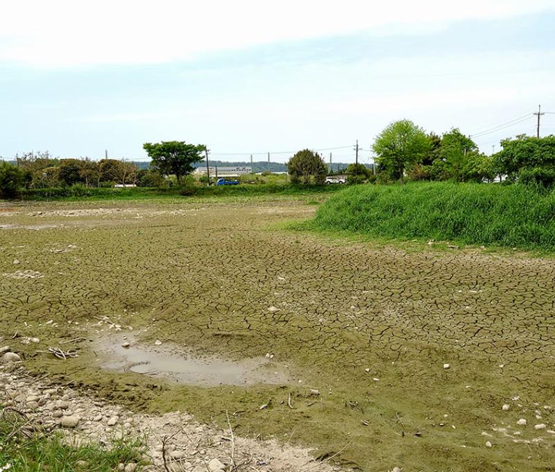 缺水的池塘。照片拍攝者：洪光君 / 拍攝日期：2021/4/6