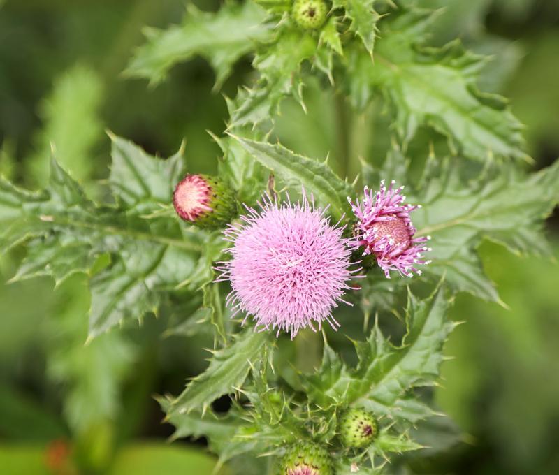 薊 (雞腳刺)。照片拍攝者：洪光君 / 拍攝日期：2021/4/6