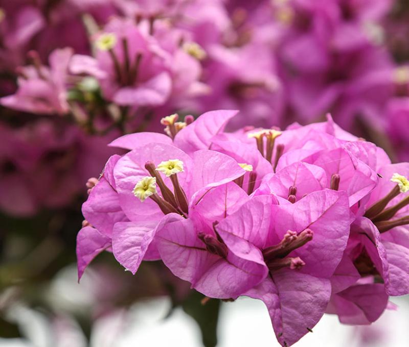 盛開的九重葛。照片拍攝者：洪光君 / 拍攝日期：2021/4/6