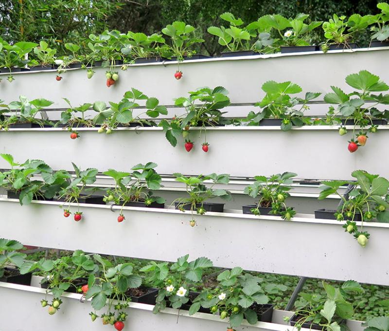 立體水耕植栽照片拍攝者：林炯任 / 拍攝日期：2021/4/24