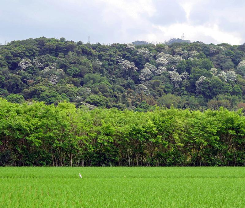 河階桐花盛開照片拍攝者：林炯任 / 拍攝日期：2021/4/24