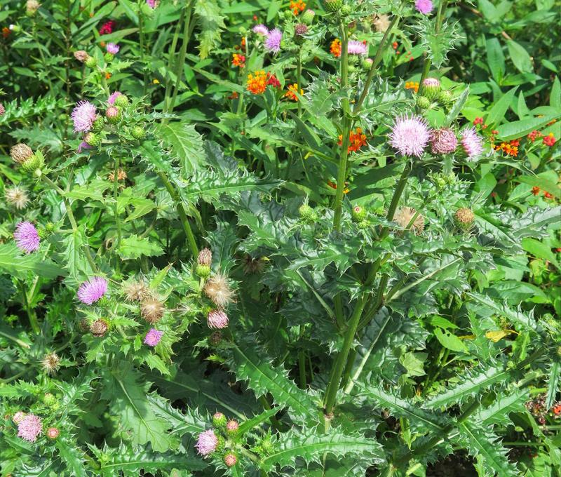 雞角薊又稱雞角刺照片拍攝者：林炯任 / 拍攝日期：2021/4/24