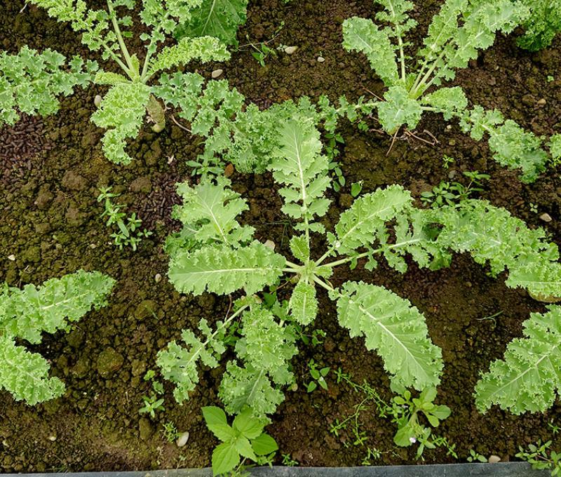 羽衣甘藍。照片拍攝者：洪光君 / 拍攝日期：2021/4/6