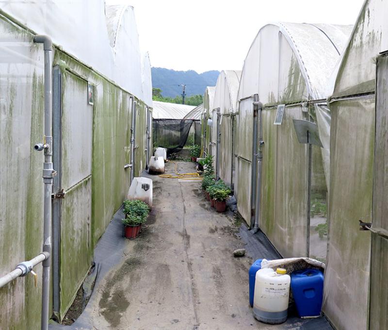 農場網室一隅照片拍攝者：林炯任 / 拍攝日期：2021/4/24