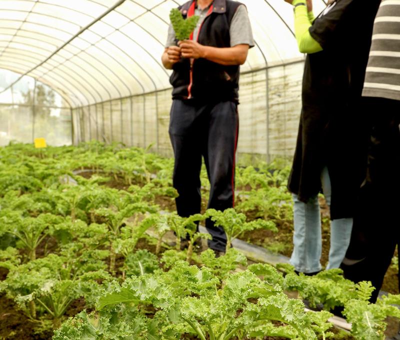 羽衣甘藍菜園照片拍攝者：洪光君 / 拍攝日期：2021/4/6