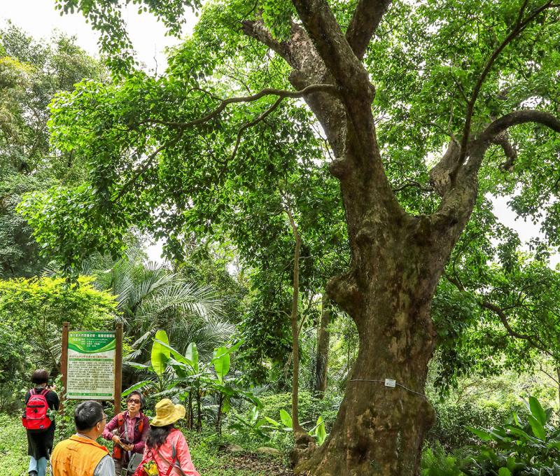 巨大的百年茄苳樹。照片拍攝者：洪光君 / 拍攝日期：2021/4/6