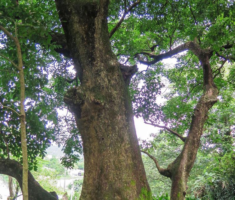 百年茄苳樹景照片拍攝者：林炯任 / 拍攝日期：2019/7/10