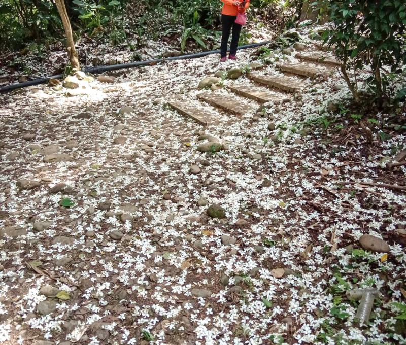 茄冬樹前落花美景。照片拍攝者：林炯任 / 拍攝日期：2021/4/25