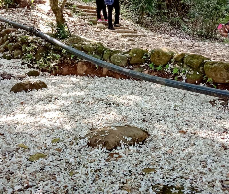 古道圳路入口照片拍攝者：林炯任 / 拍攝日期：2021/4/25