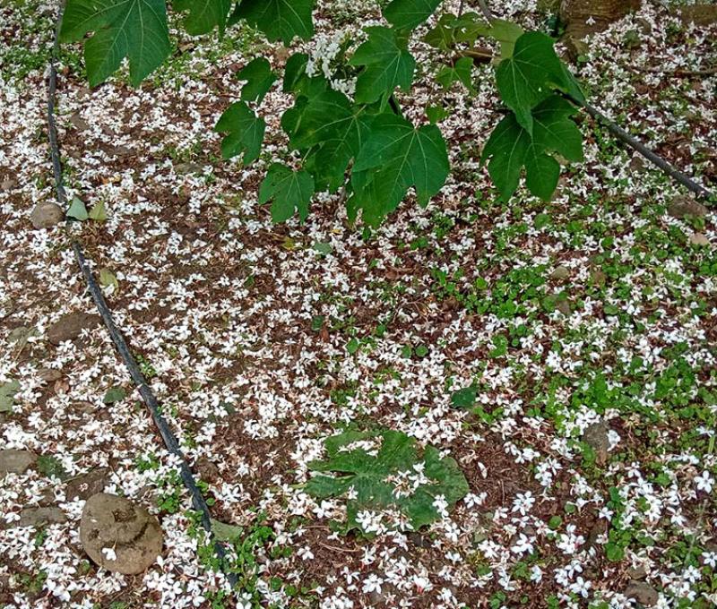 滿地油桐花照片拍攝者：林炯任 / 拍攝日期：2021/4/25