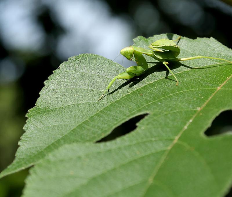 構樹上的螳螂。照片拍攝者：洪光君 / 拍攝日期：2021/4/6