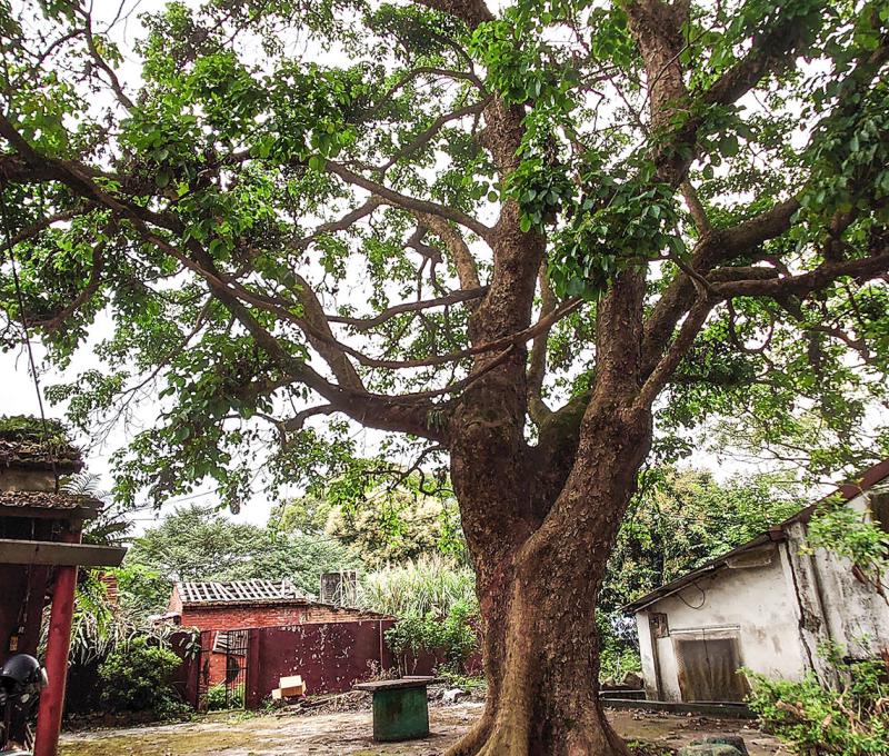 百年茄冬，也許還記得當年的頭竂城照片拍攝者：洪光君 / 拍攝日期：2021/4/15