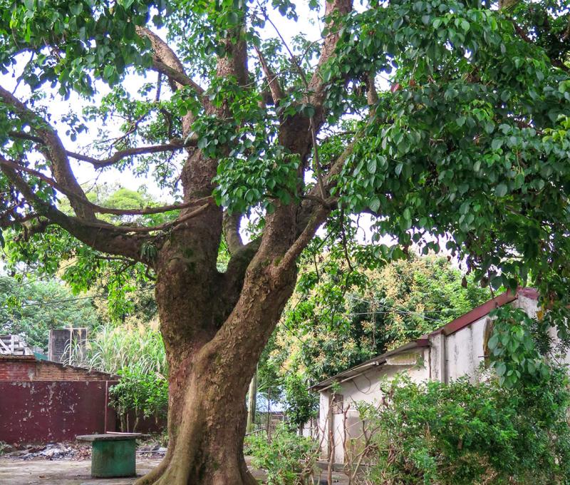 社區裡的百歲茄苳樹照片拍攝者：林炯任 / 拍攝日期：2021/4/24
