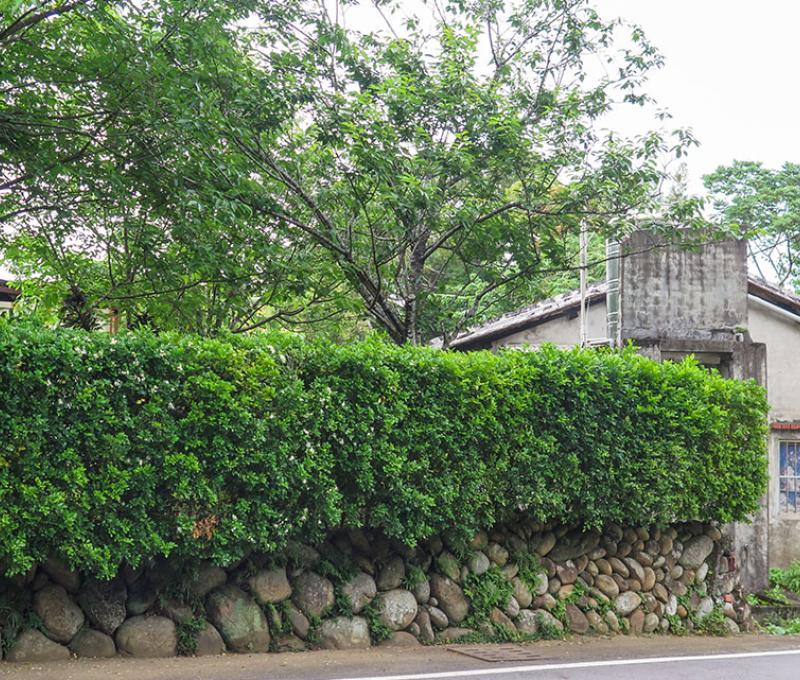 石頭堆砌的矮牆照片拍攝者：林炯任 / 拍攝日期：2021/4/24