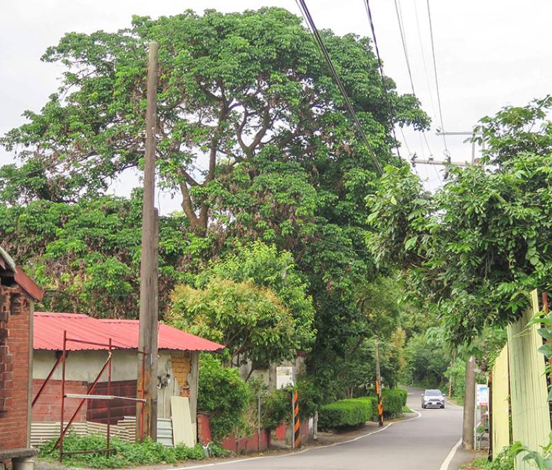 頭寮城一景照片拍攝者：林炯任 / 拍攝日期：2021/4/24