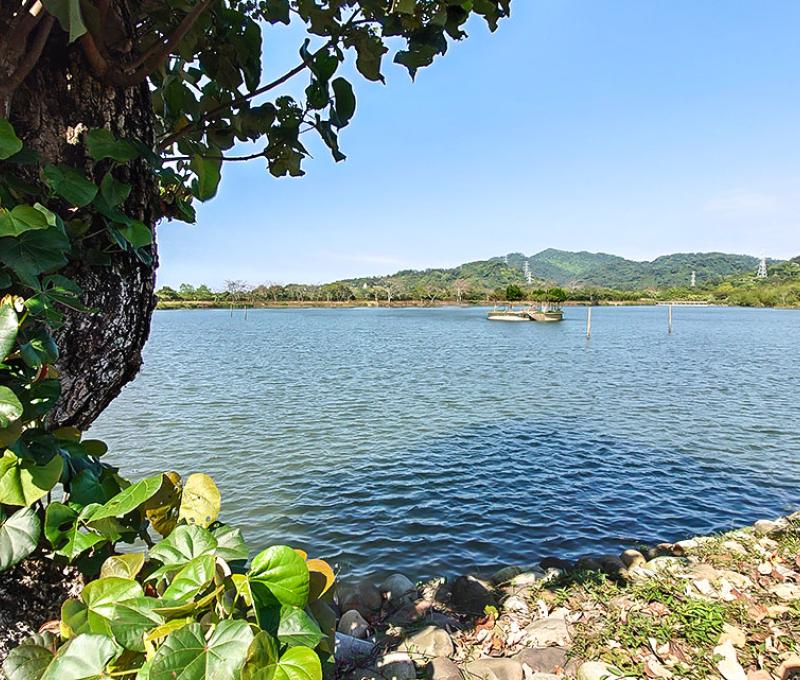 黃槿下的頭竂大池(新福圳)照片拍攝者：洪光君 / 拍攝日期：2021/4/6