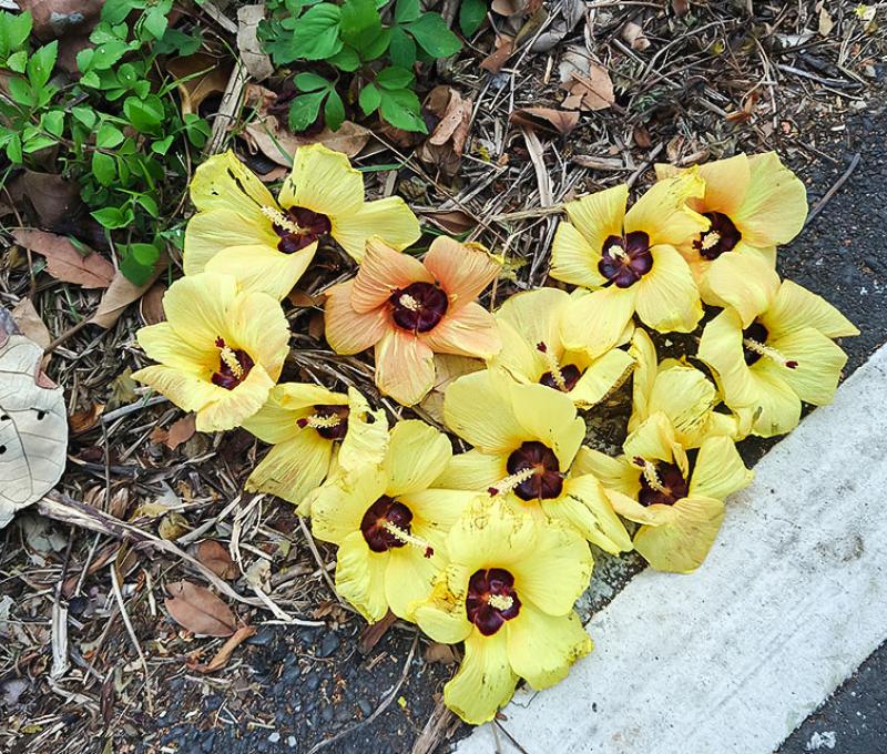 黃槿花照片拍攝者：洪光君 / 拍攝日期：2021/4/6