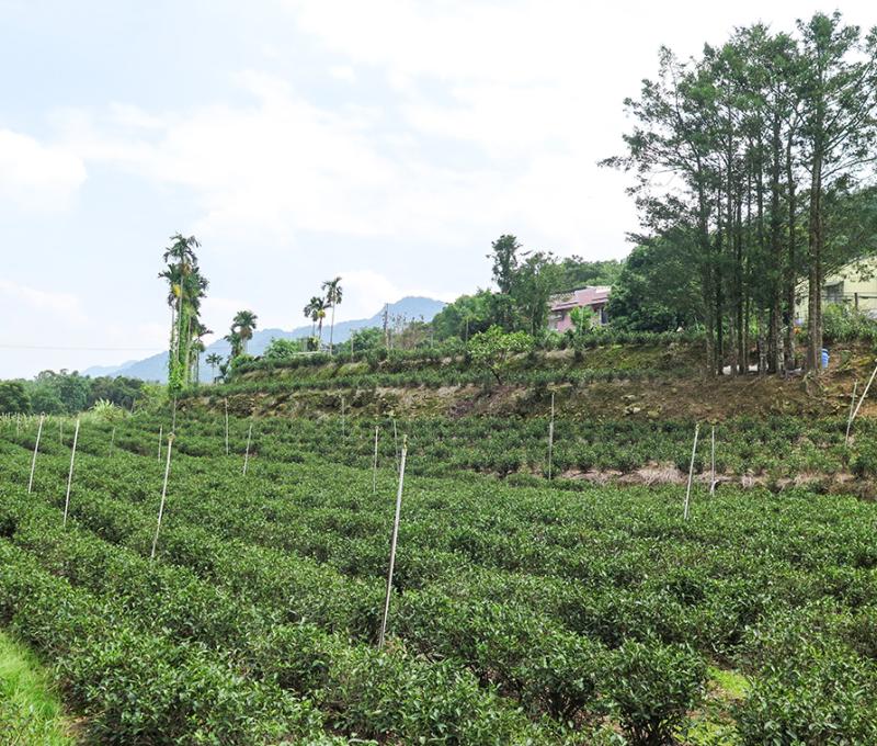 四份子茶園3。照片拍攝者：林炯任 / 拍攝日期：2022/09/15