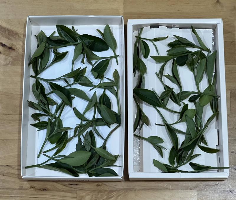 青心柑仔小葉種(天芳茶園)（照片拍攝者：蕭秀梅／拍照日期：2024/8/12）