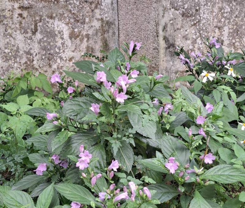 永福校園植物~大菁（照片拍攝者：江麗芬／拍照日期：2025/6/11）