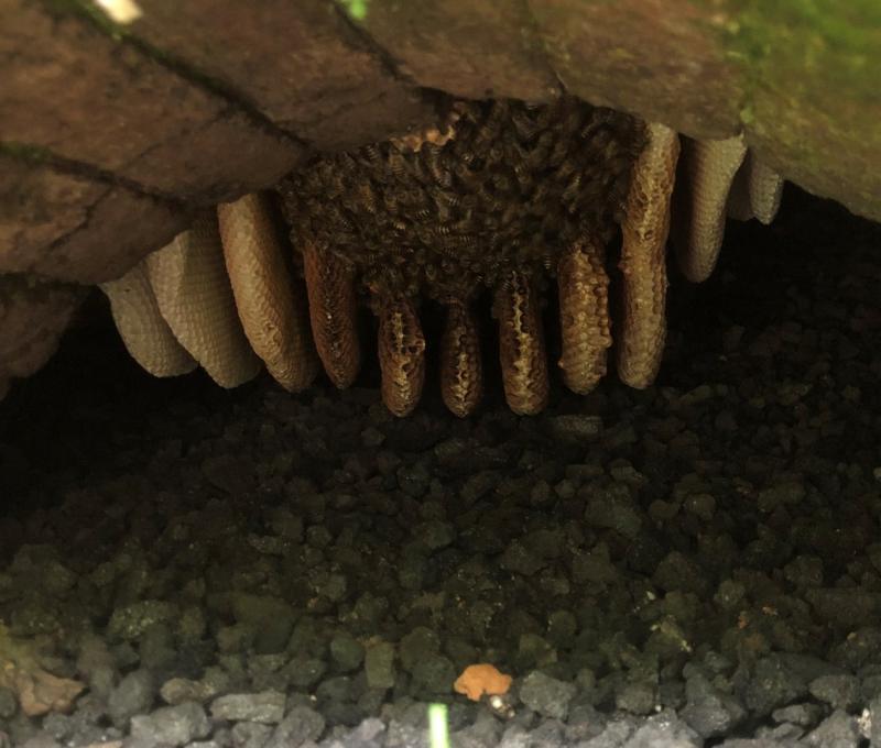 見證歷史的焦炭Gala上方是在窯口守衛焦炭窯的蜜蜂，改做副業釀蜜