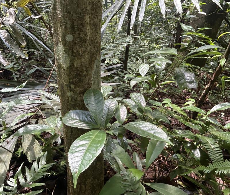 永福山區僅存的拋荒茶樹（照片拍攝者：王信喜／拍照日期：2025/6/1）