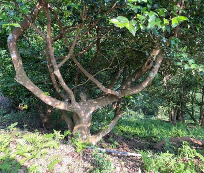 園區100年以上的苦茶樹（照片拍攝者：張純華／拍照日期：2025/5/15）