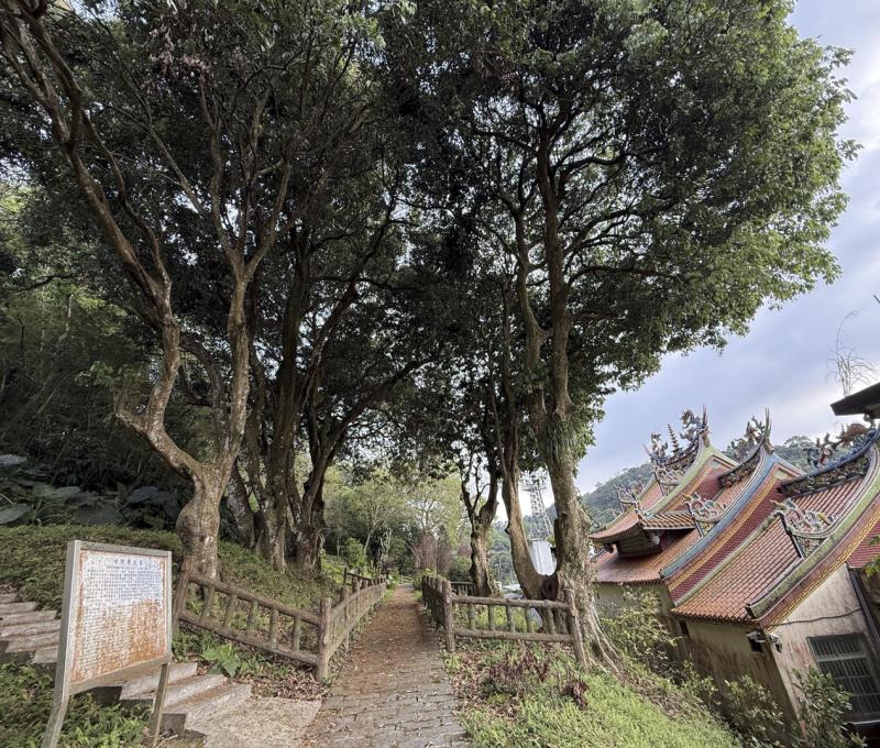 廟後老荔樹（照片拍攝者：陳粉／拍照日期：2025/4/19）