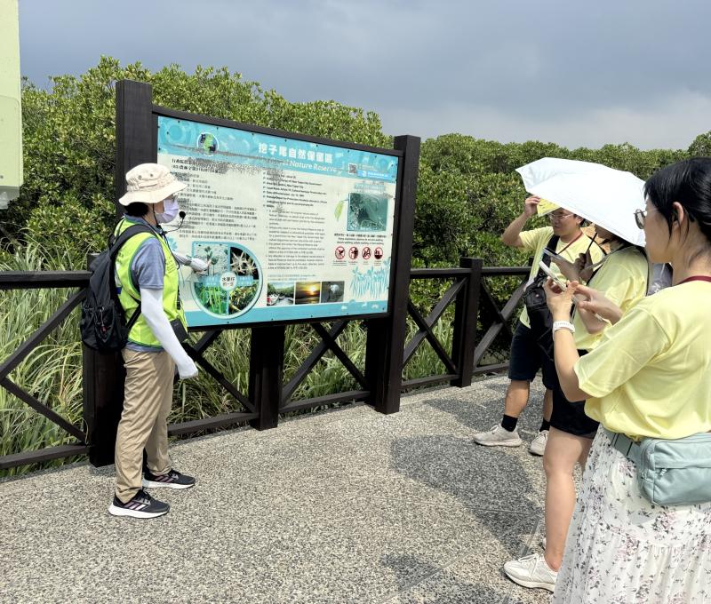導覽員站在挖子尾自然保留區解說牌前，指著水筆仔一生的圖解仔細介紹，學員撐傘圍聚聆聽並拍照記錄，紅樹林步道間展開一堂生動的生態教育課。（照片提供者：新北市教育局 / 拍攝日期：2026.08.11）