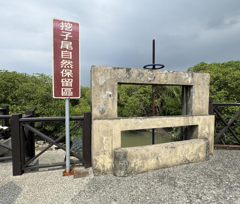 挖仔尾自然保留區入口，紅色告示牌旁矗立著一座水泥水閘，鏽蝕的閥輪靜靜佇立，後方是茂密的紅樹林。這座控制水位的閘門，默默守護著這片濕地生態的日常運作。（照片提供者：新北市教育局 / 拍攝日期：2026.08.11）