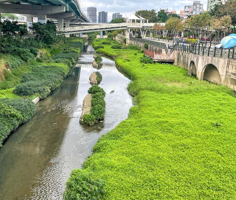 今日湳仔溪生態