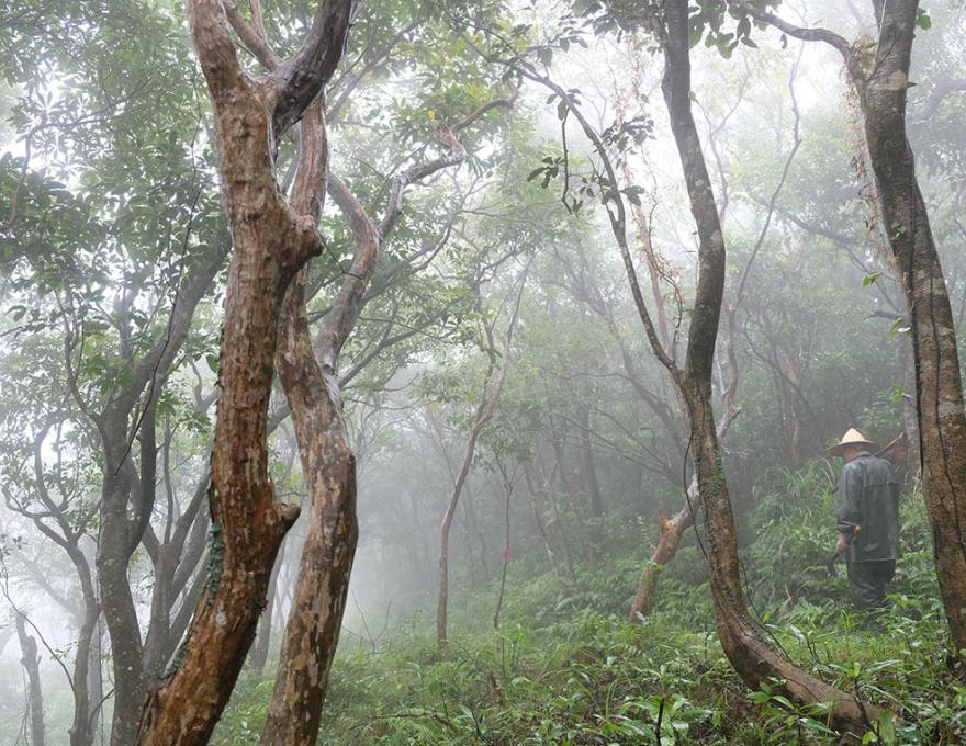 雲霧中迷人的古道照片提供者：蕭學苑
