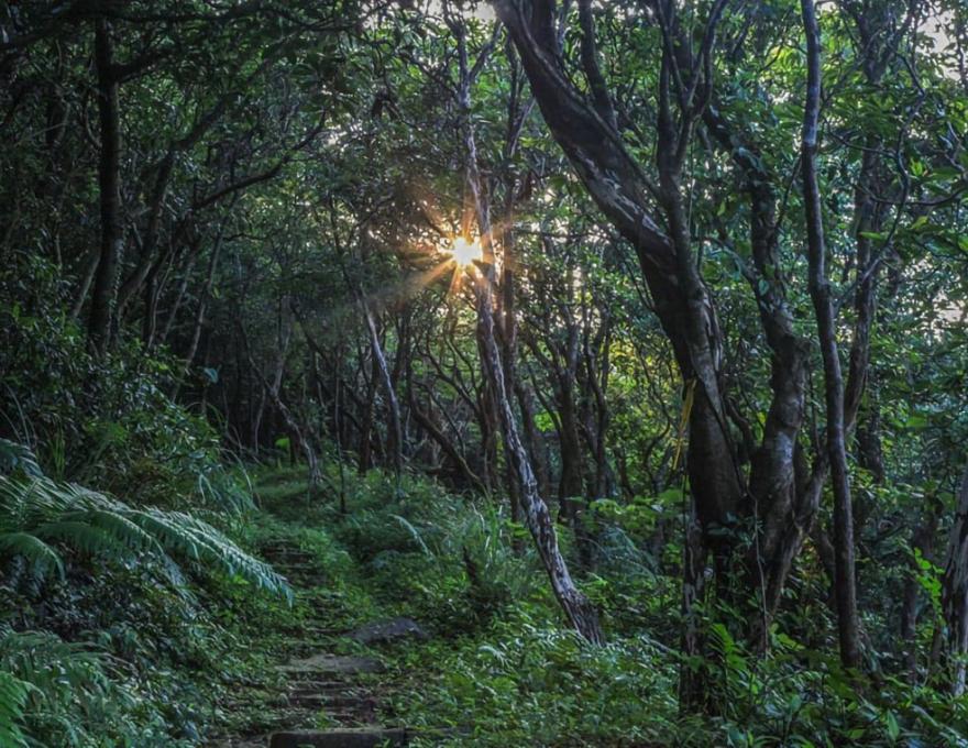 古道上的夕陽穿過林間照片拍攝者：蕭學苑
