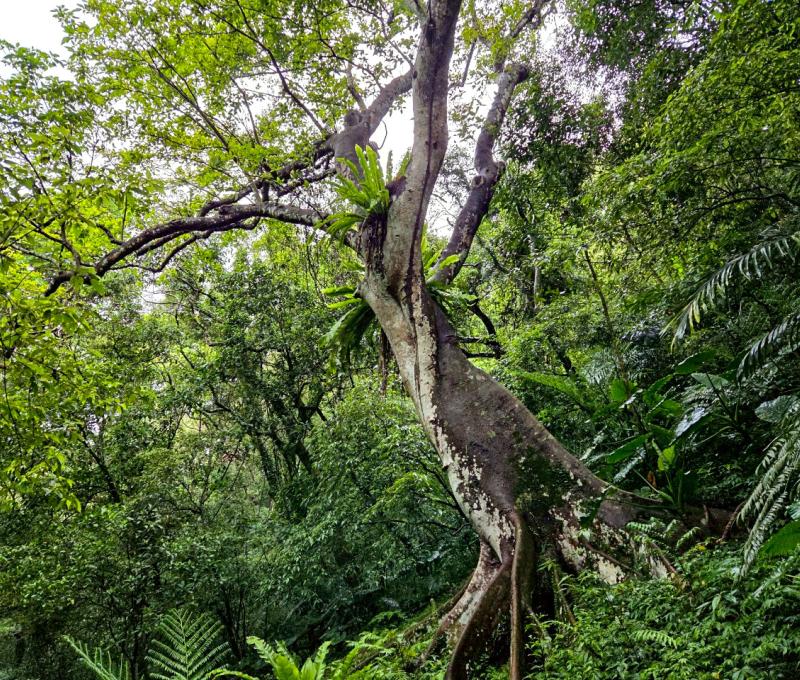 板狀根 照片提供者：何春緣 / 拍攝日期：2025/04/25