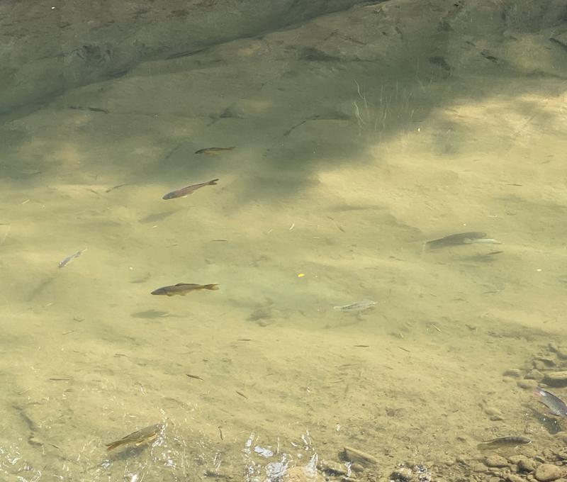 護魚有成，可邊賞魚邊慢行