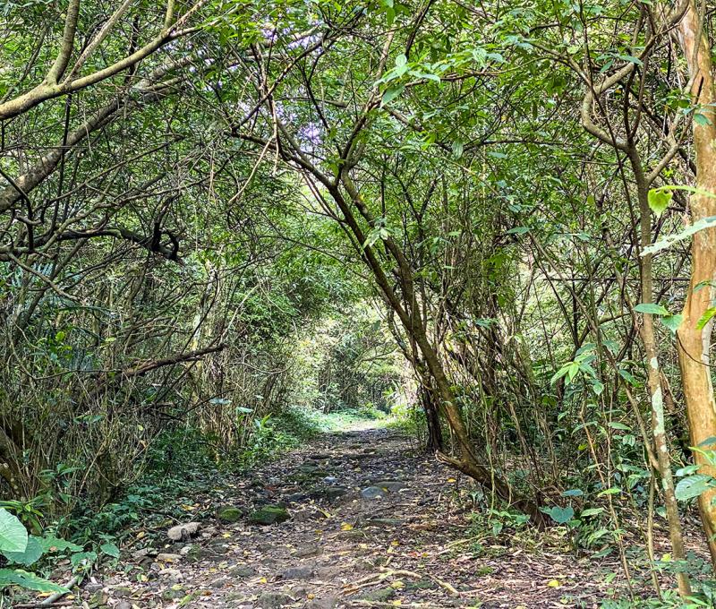 牧童古道，由四家共飼一頭耕牛，隨著耕種季節輪流往返踏出濃厚人情道路