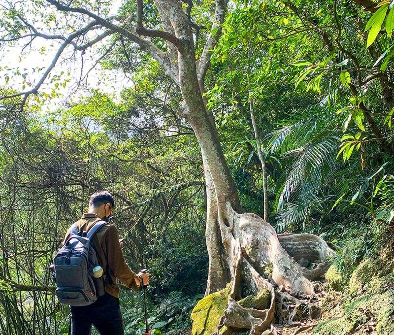 盤根錯節，結實樹幹，不知樹立多少寒。