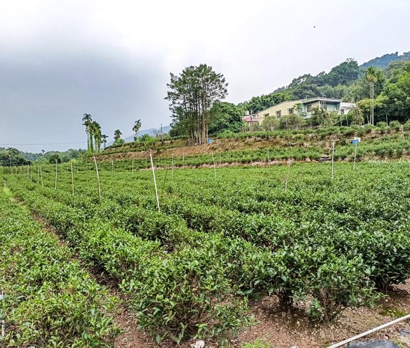 小暗坑茶園。照片拍攝者：黃秋菊 / 拍攝日期：2022/09/15