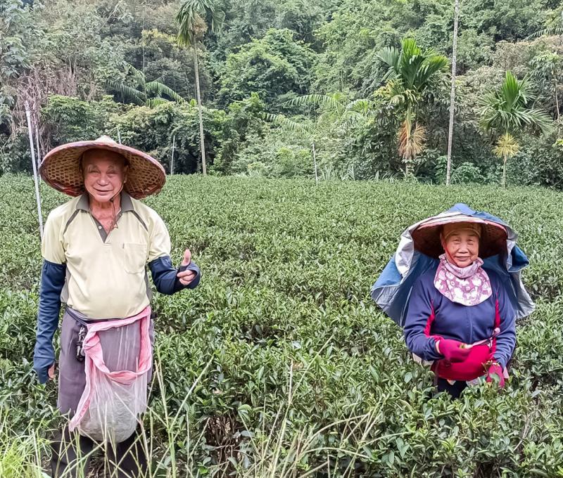 火金姑有機茶農鄭永吉及鄭太太。照片拍攝者：黃秋菊 / 拍攝日期：2022/09/15