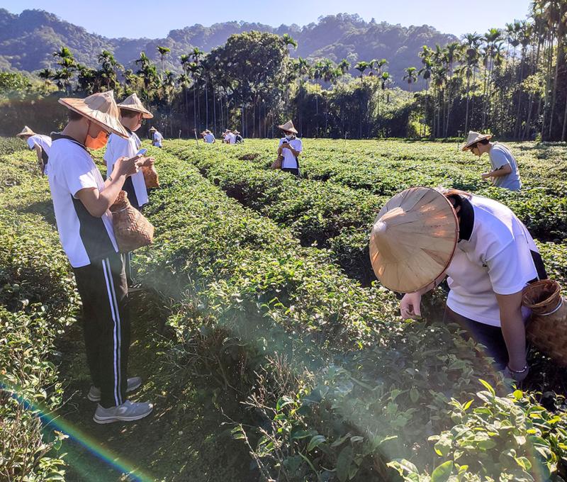 走入一旁的巷弄，映入眼簾的是一片鬱鬱蔥蔥的茶園美景。照片拍攝者：北大高中三峽學教師團隊