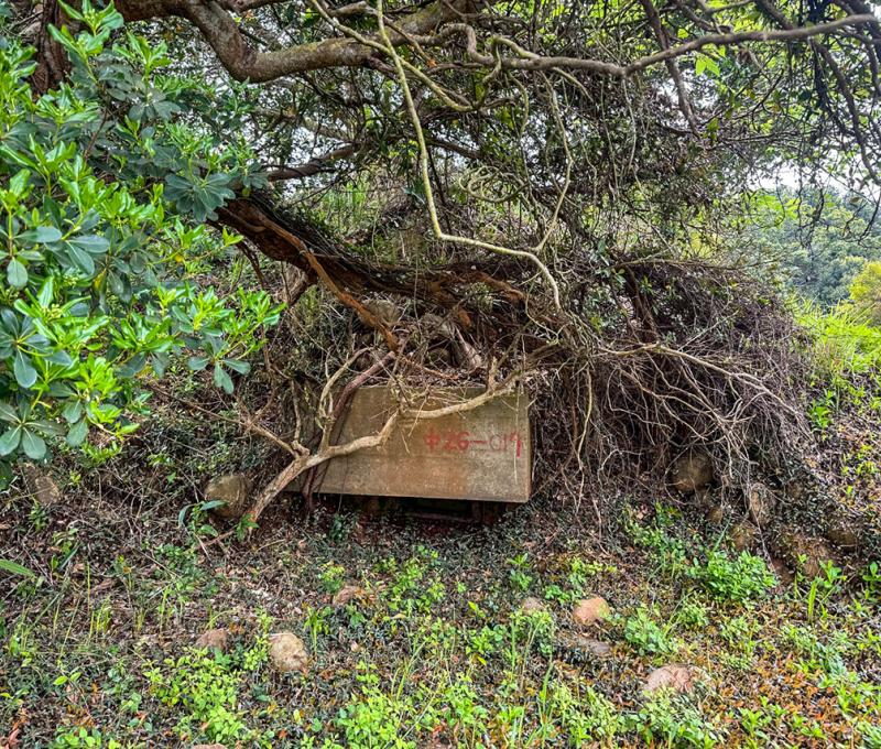 原臺中飛行場吊鐘型機槍堡 照片提供者：蔡金鼎 / 拍攝日期：2025/04/03