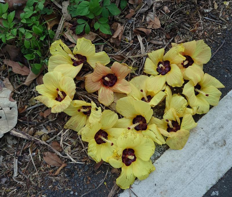 黃槿花。照片拍攝者：洪光君 / 拍攝日期：2021/4/6