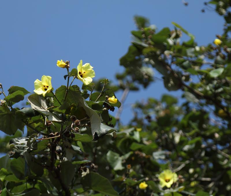 黃槿。照片拍攝者：洪光君 / 拍攝日期：2021/4/6