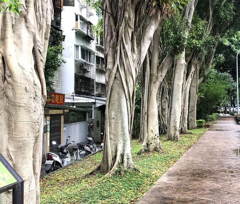 萬年公園成排老樹。方文樹 / 拍攝日期：2022/09/13